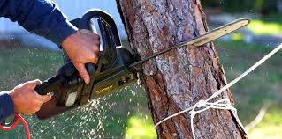 Best Tree Preservation Services  in Enlow, PA